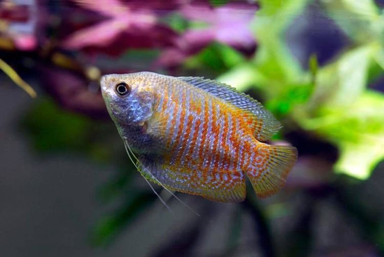 Популярні види акваріумних рибок - фото, назви та описи