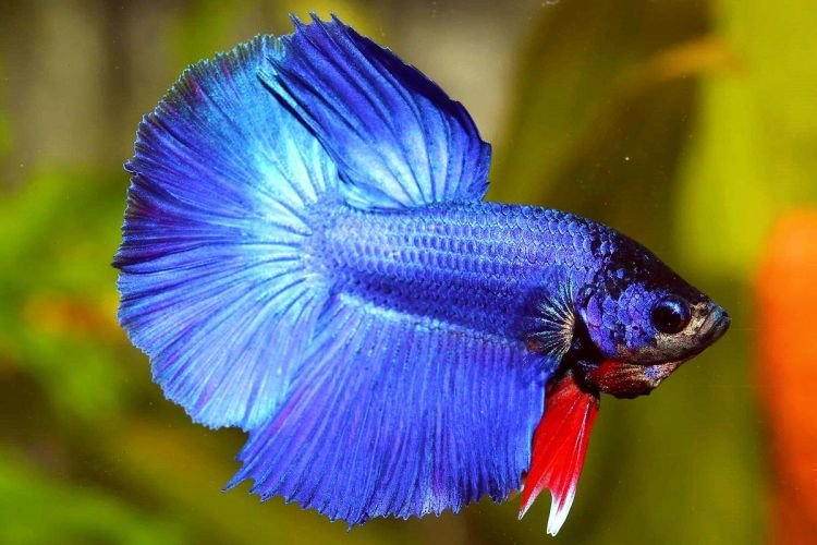 Популярні види акваріумних рибок - фото, назви та описи