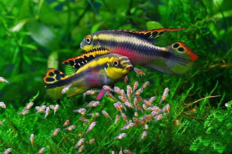 Популярні види акваріумних рибок - фото, назви та описи