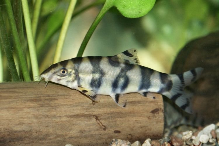 Популярні види акваріумних рибок - фото, назви та описи