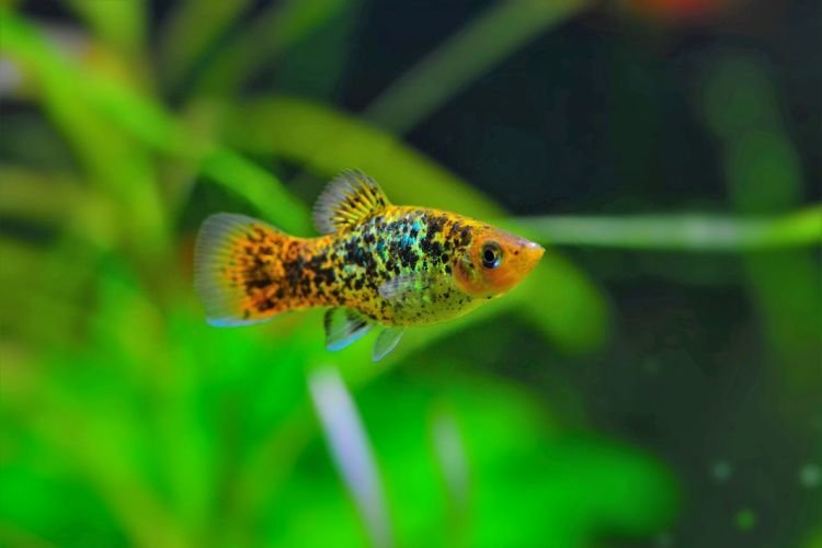 Популярні види акваріумних рибок - фото, назви та описи