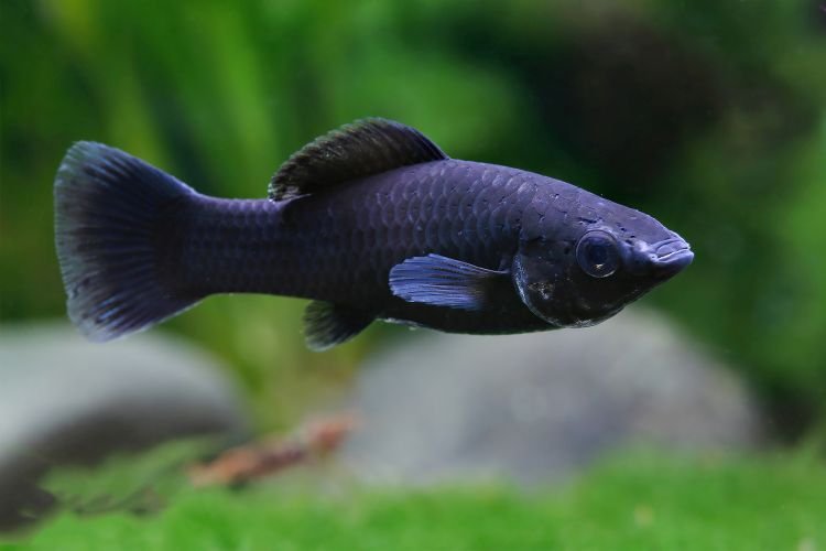 Популярні види акваріумних рибок - фото, назви та описи