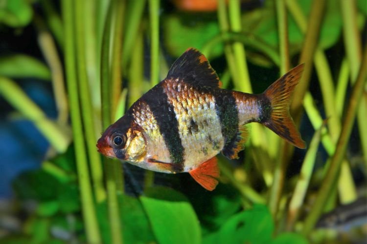 Популярні види акваріумних рибок - фото, назви та описи