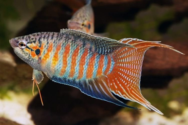 Популярні види акваріумних рибок - фото, назви та описи