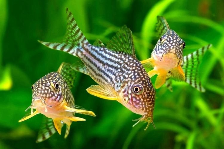Популярні види акваріумних рибок - фото, назви та описи