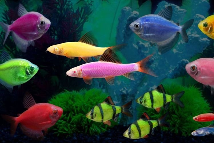 Популярні види акваріумних рибок - фото, назви та описи
