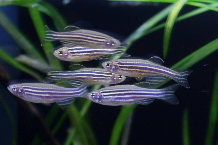 Популярні види акваріумних рибок - фото, назви та описи