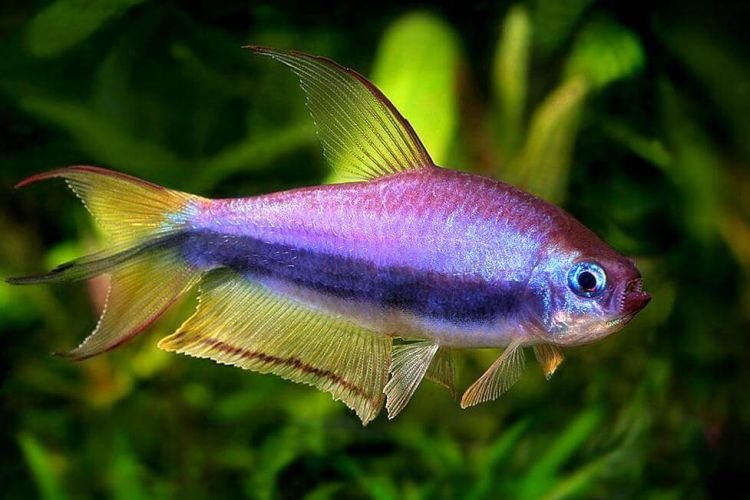 Популярні види акваріумних рибок - фото, назви та описи