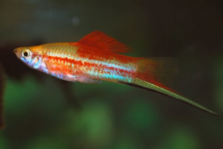 Популярні види акваріумних рибок - фото, назви та описи