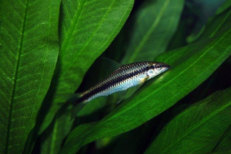 Популярні види акваріумних рибок - фото, назви та описи