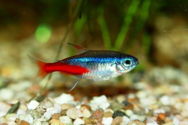 Популярні види акваріумних рибок - фото, назви та описи