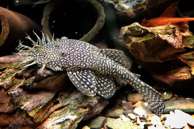 Популярні види акваріумних рибок - фото, назви та описи