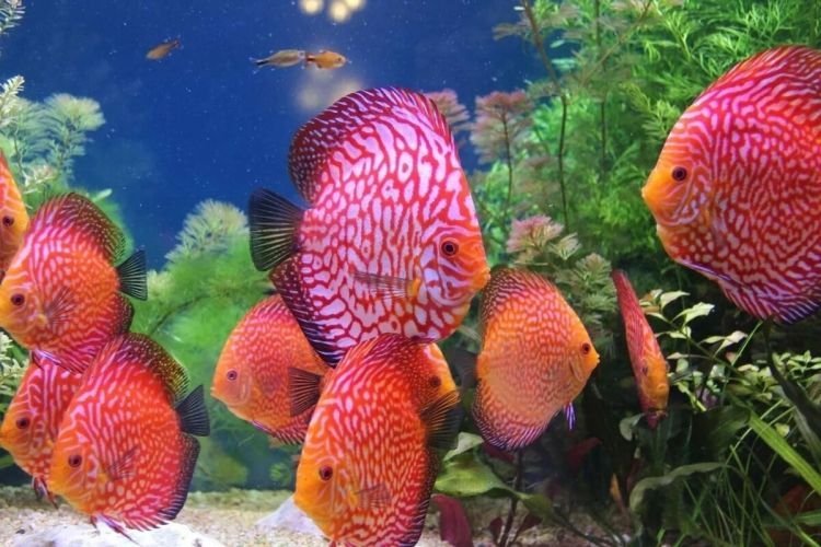 Популярні види акваріумних рибок - фото, назви та описи