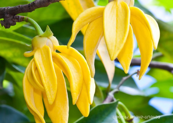 10 натуральних запахів для залучення чоловіка