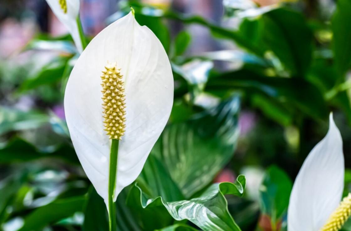 Бутон спатіфіллуму Бутон спатифиллума