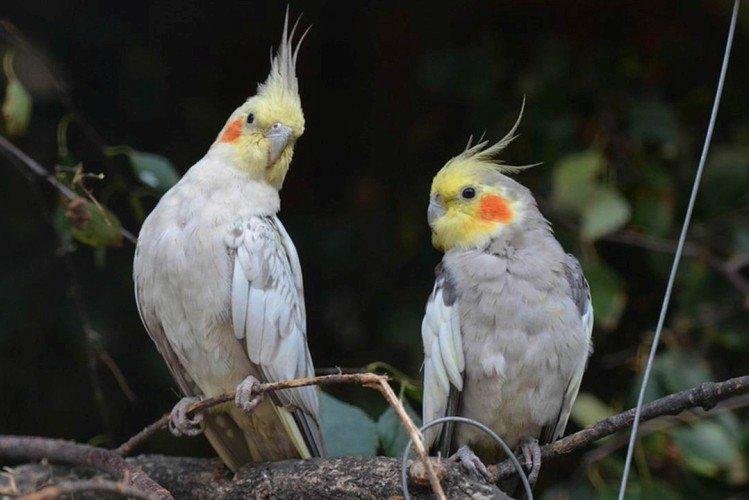 Скільки живуть папуги та як можна продовжити їхнє життя