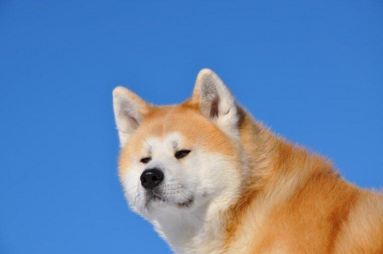 Акіта-іну - опис породи, характер та догляд (60 фото)