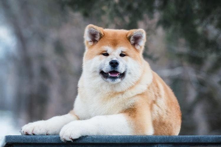 Акіта-іну - опис породи, характер та догляд (60 фото)