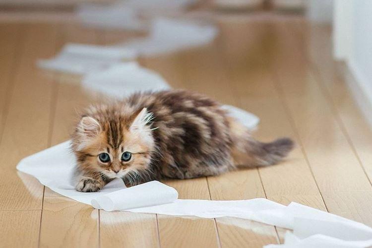 Як привчити кошеня до лотка у квартирі: швидко та легко