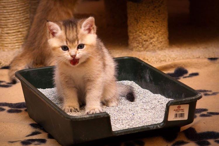 Як привчити кошеня до лотка у квартирі: швидко та легко