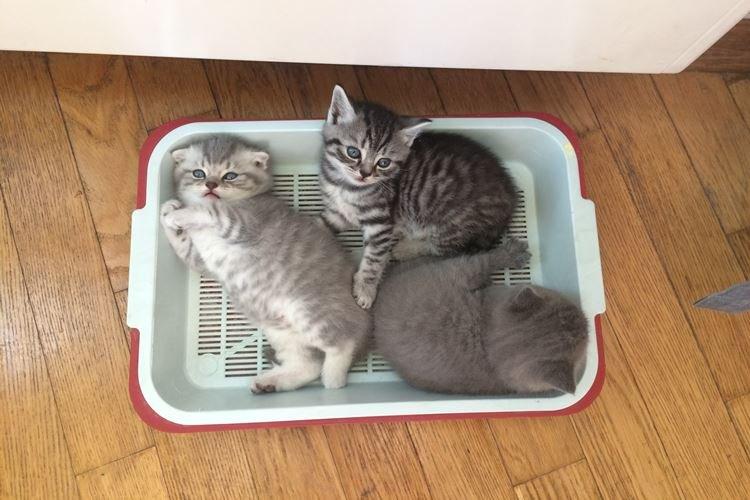 Як привчити кошеня до лотка у квартирі: швидко та легко