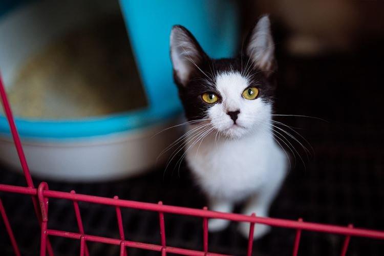 Як привчити кошеня до лотка у квартирі: швидко та легко