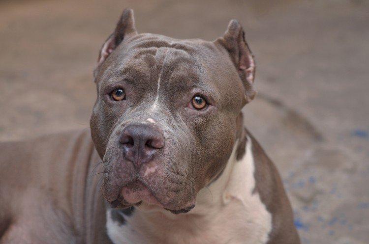 Пітбуль (американський пітбультер'єр) - опис породи, характер і догляд, фото