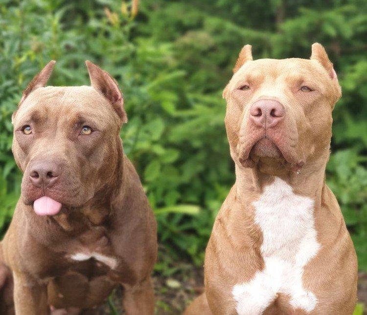 Пітбуль (американський пітбультер'єр) - опис породи, характер і догляд, фото