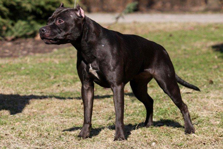 Пітбуль (американський пітбультер'єр) - опис породи, характер і догляд, фото