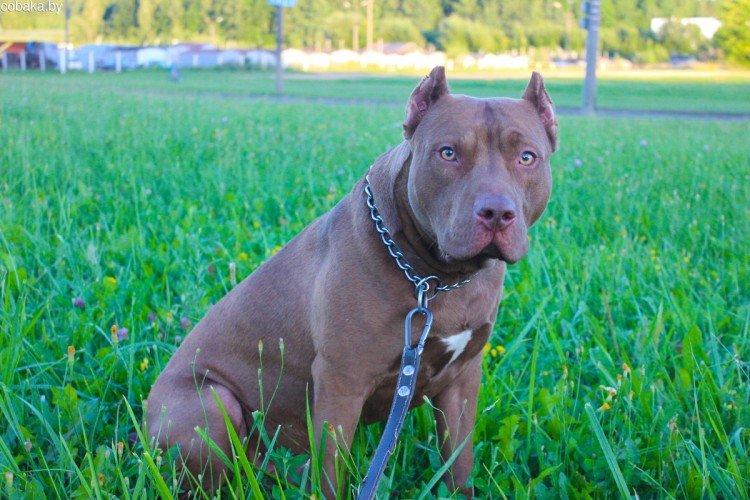 Пітбуль (американський пітбультер'єр) - опис породи, характер і догляд, фото