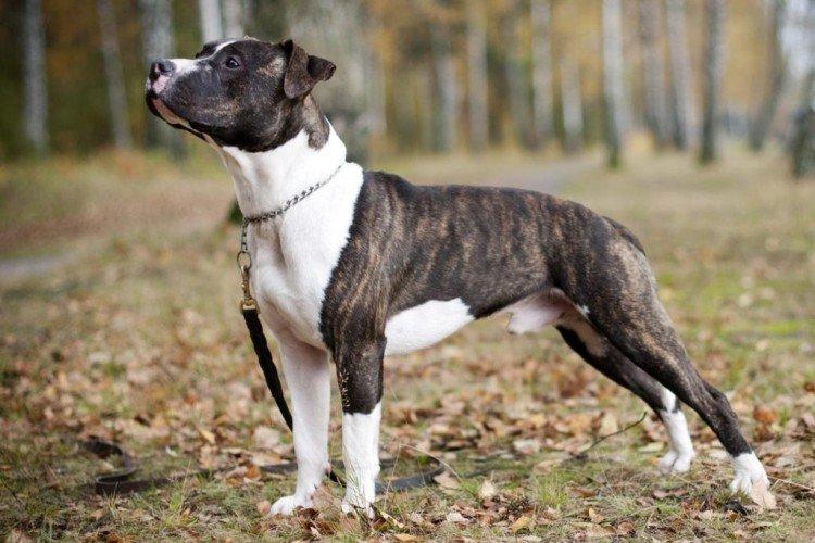 Пітбуль (американський пітбультер'єр) - опис породи, характер і догляд, фото