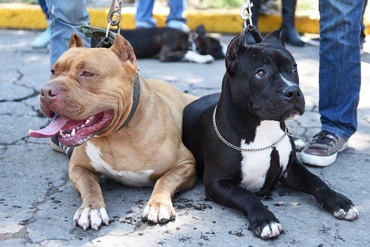 Пітбуль (американський пітбультер'єр) - опис породи, характер і догляд, фото