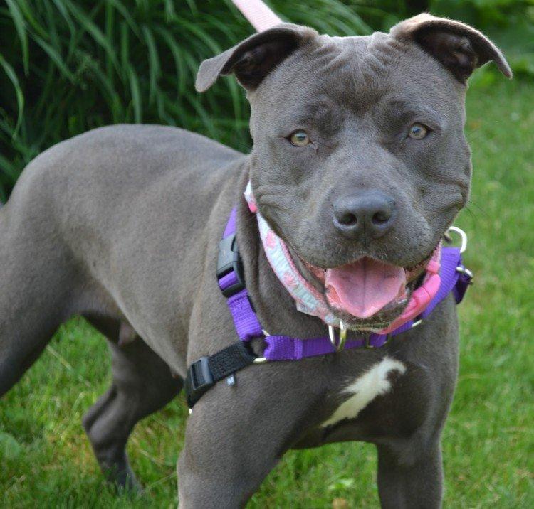 Пітбуль (американський пітбультер'єр) - опис породи, характер і догляд, фото