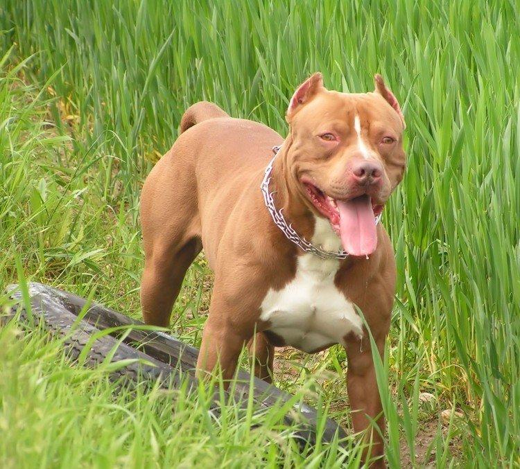 Пітбуль (американський пітбультер'єр) - опис породи, характер і догляд, фото