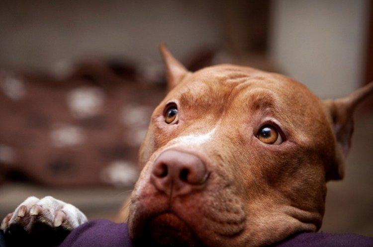 Пітбуль (американський пітбультер'єр) - опис породи, характер і догляд, фото