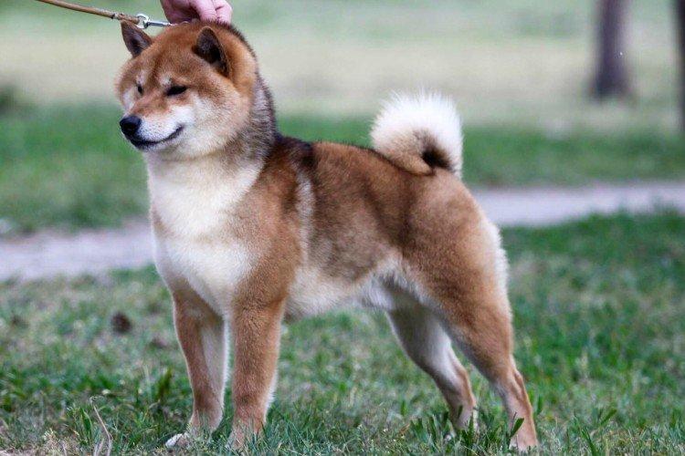 Сиба-іну - опис породи, характер та догляд (60 фото)
