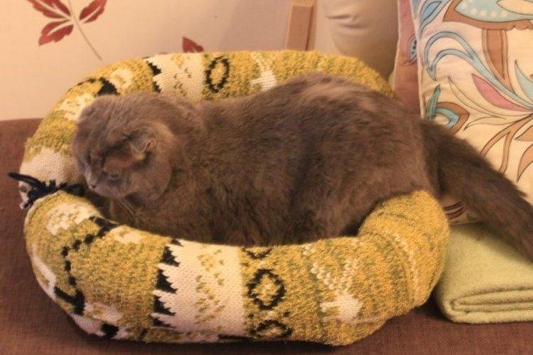 Лежанка для кішки своїми руками – 11 ідей як зробити, інструкція та майстер-класи (фото)