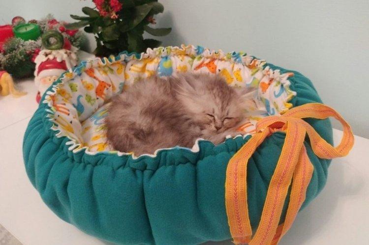 Лежанка для кішки своїми руками – 11 ідей як зробити, інструкція та майстер-класи (фото)