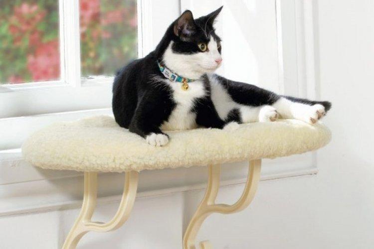 Лежанка для кішки своїми руками – 11 ідей як зробити, інструкція та майстер-класи (фото)