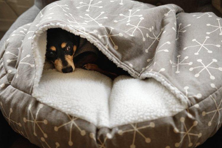 Лежанка для собаки своїми руками – 9 ідей як зробити, інструкція та майстер-класи (фото)