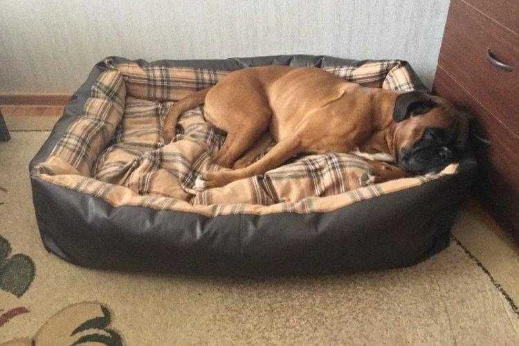 Лежанка для собаки своїми руками – 9 ідей як зробити, інструкція та майстер-класи (фото)