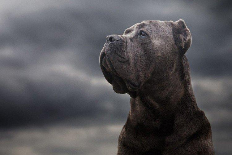 Кане-корсо - опис породи, характер та догляд (60 фото)