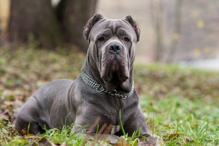 Кане-корсо - опис породи, характер та догляд (60 фото)