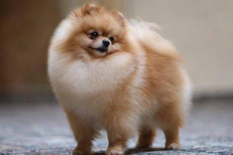 Померанський шпіц - опис породи, характер та догляд (60 фото)