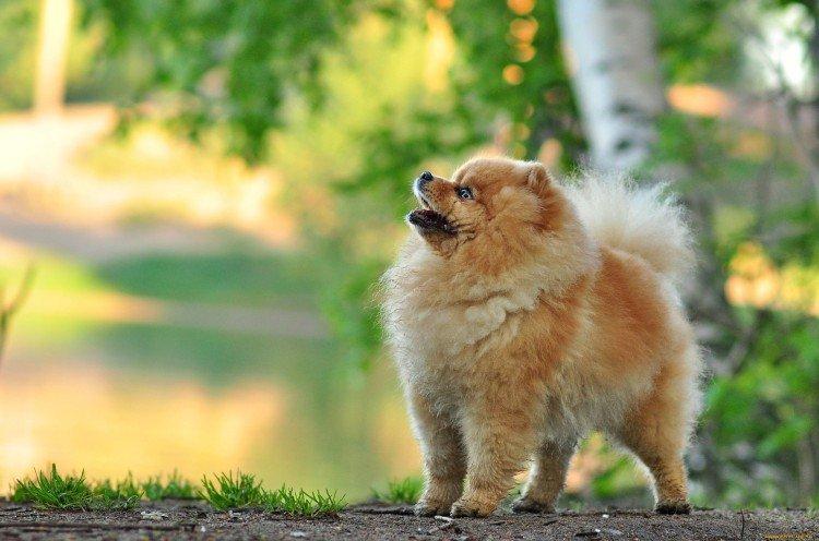 Померанський шпіц - опис породи, характер та догляд (60 фото)