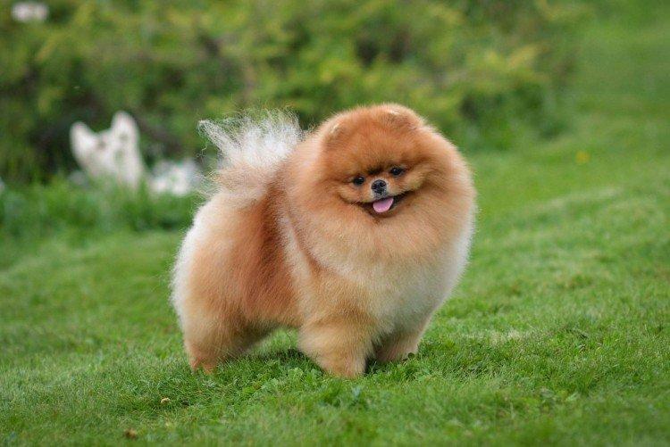 Померанський шпіц - опис породи, характер та догляд (60 фото)