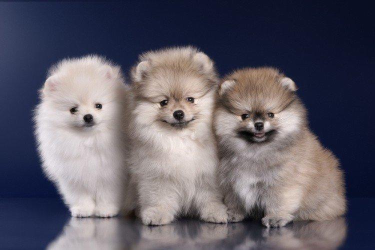 Померанський шпіц - опис породи, характер та догляд (60 фото)