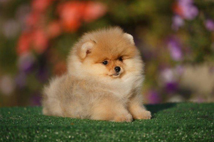 Померанський шпіц - опис породи, характер та догляд (60 фото)