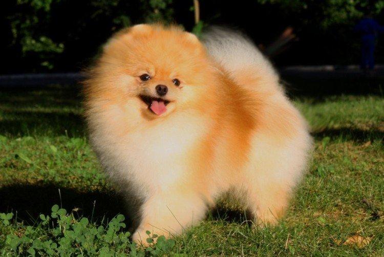 Померанський шпіц - опис породи, характер та догляд (60 фото)
