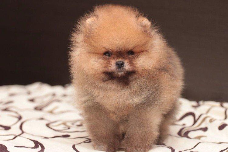 Померанський шпіц - опис породи, характер та догляд (60 фото)